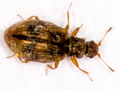 Cartodere bifasciata